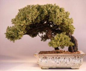 Juniper Bonsai Tree<br><i>(juniper procumbens 'nana')</i>