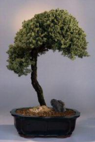 Juniper Bonsai Tree<br><i>(juniper procumbens 'nana')</i>