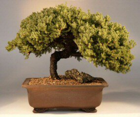 Juniper Bonsai Tree<br><i>(juniper procumbens 'nana')</i>