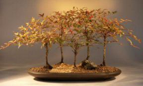 Heavenly Bamboo Bonsai Tree - Large<br><i>(nandina domestica 'firepower')