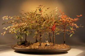 Heavenly Bamboo Bonsai Tree<br><i>(nandina domestica 'firepower')</i>