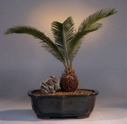 Sago Palm Bonsai Tree<br><i>(cycas revoluta)</i>