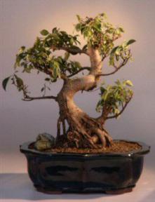 Taiwan Ficus Bonsai Tree<br><i>(ficus retusa)</i>