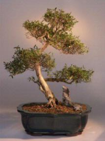 Flowering White Serissa Bonsai Tree<br>Bonsai Tree of a Thousand Stars<br><i>(serissa japonica)</i>