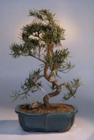 Podocarpus Bonsai Tree<br><i>(podocarpus macrophyllus)</i>