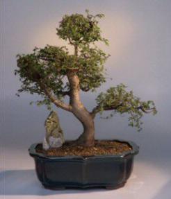 Fukien Tea Bonsai Tree - 17