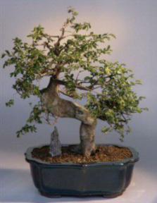 Chinese Elm Bonsai Tree<br><i>(ulmus parvifolia)</i>