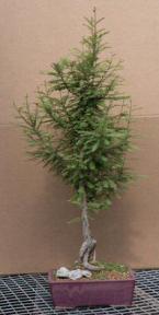 Bald Cypress - 19
