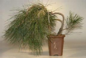 Weeping Japanese Red Pine-26