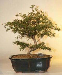 Black Olive Bonsai Tree- 19