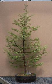 Dawn Redwood Bonsai Tree - 40