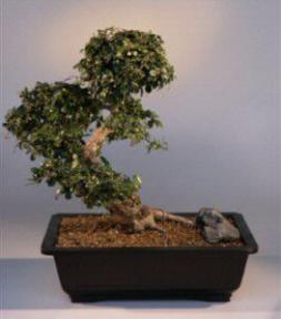 Fukien Tea Bonsai Tree<br><i>(carmona)</i>