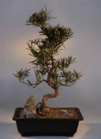 Podocarpus Bonsai Tree<br><i>(podocarpus macrophyllus)