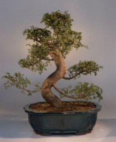 Chinese Elm Bonsai Tree<br><i>(ulmus parvifolia)</i>