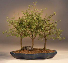 Chinese Elm Bonsai Tree<br><i>(ulmus parvifolia)</i>