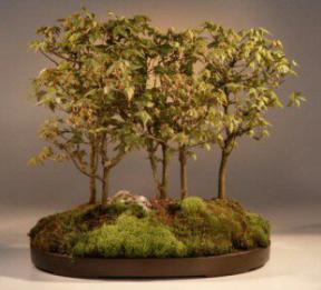 Trident Maple Bonsai Tree<br><i>(Acer Buergerianum)</i>