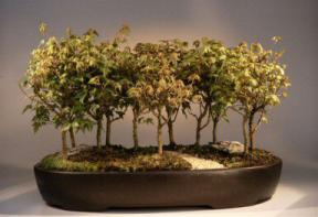 Trident Maple Bonsai Tree<br><i>(Acer Buergerianum)</i>