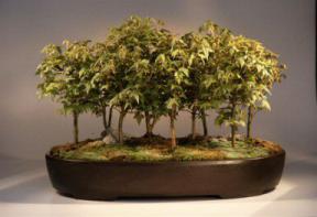 Trident Maple Bonsai Tree<br><i>(Acer Buergerianum)</i>