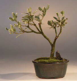 Variegated Japanese Mock Orange Bonsai Tree<br><i>(pittosporum tobria 'variegatum')</i>