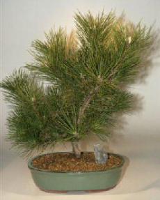 Japanese Black Pine-21