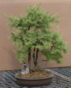 Japanese Larch - Group - 19