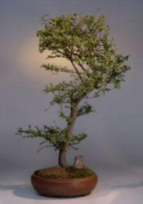 Cork Bark Elm Bonsai Tree<br><i>(ulmus neri)</i>