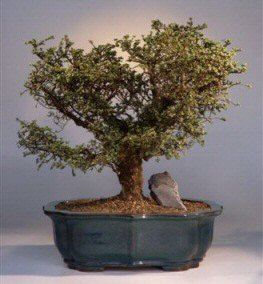 Hokkaido Elm Bonsai Tree<br><i>(ulmus parvifolia 'hokkaido')</i>