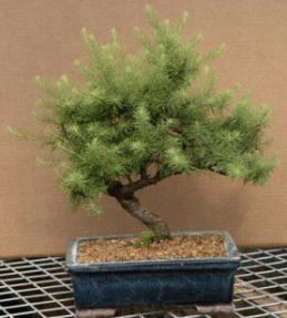 Japanese Larch - 15