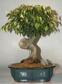 Twisted Trunk Ficus Bonsai Tree-16