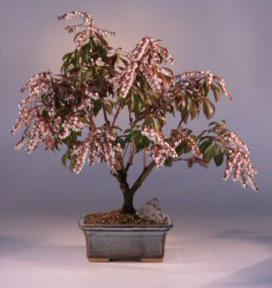 Andromeda Bonsai Tree - 15