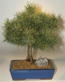 Scots Pine-17