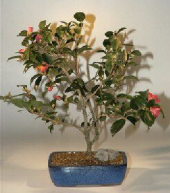 Camellia Bonsai Tree-18