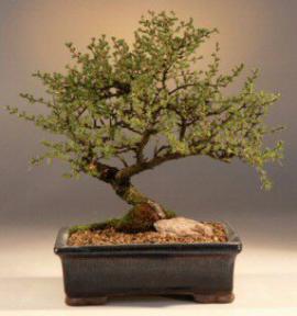 Japanese Larch Bonsai Tree<br><i>(larix leptolepsis)</i>