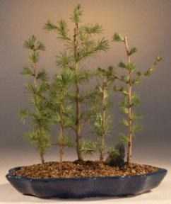 Japanese Larch Bonsai Tree<br><i>(larix leptolepsis)</i>