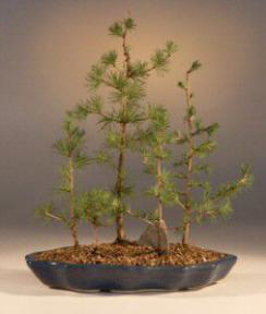 Japanese Larch Bonsai Tree<br><i>(larix leptolepsis)</i>