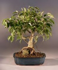 Ficus Root over Rock<br><i>(ficus benjamina)</i>