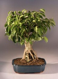 Ficus Root over Rock<br><i>(ficus benjamina)</i>