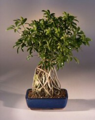 Hawaiian Umbrella Bonsai Tree Roots Growing Over Rock<br><i>(Arboricola Schefflera)</i>