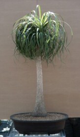 Pony Tail Palm Bonsai Tree<br><i>(beaucamea recurvata)</i>