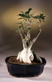 Desert Rose Bonsai Tree<br><i>(Adenium Obesum)</i>