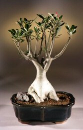 Desert Rose Bonsai Tree<br><i>(Adenium Obesum)</i>