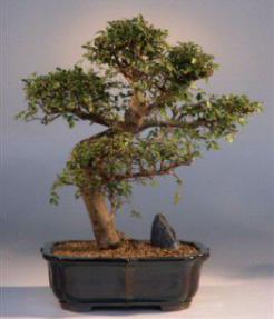 Chinese Elm Bonsai Tree<br><i>(ulmus parvifolia)</i>