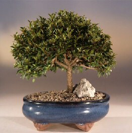 Brush Cherry Bonsai Tree<br><i>(eugenia myrtifolia)</i>