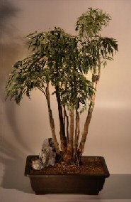 Ming Aralia Bonsai Tree <br><i>(polyscais fruticosa)</i>