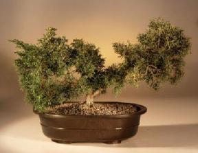 Shimpaku Bonsai Tree <br><i>(juniperus chinensis)</i>