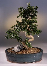 Fukien Tea Bonsai Tree<br><i>(ehretia microphylla)</i>