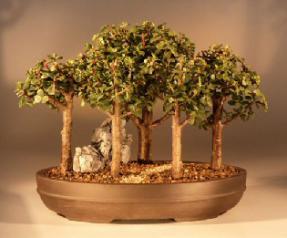 Baby Jade  Bonsai Tree<br><i>(Portulacaria Afra)</i>