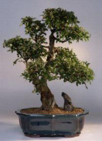 Chinese Elm Bonsai Tree<br><i>(ulmus parvifolia)</i>