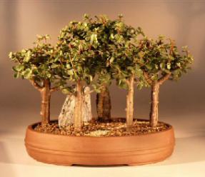 Baby Jade  Bonsai Tree<br><i>(Portulacaria Afra)</i>