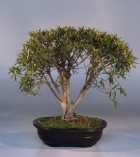 Willow Leaf Ficus Bonsai Tree<br><i>(ficus nerifolia/salicafolia)</i>